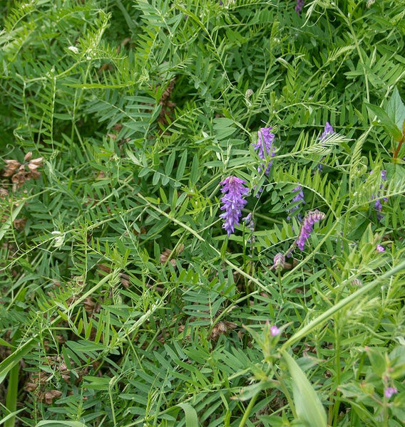 Hairy Vetch Organic