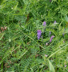 Hairy Vetch Organic