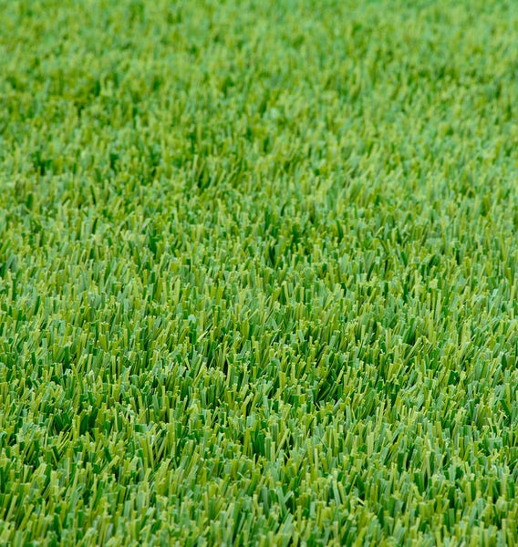 Perennial Ryegrass Organic