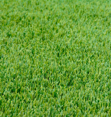 Perennial Ryegrass Organic