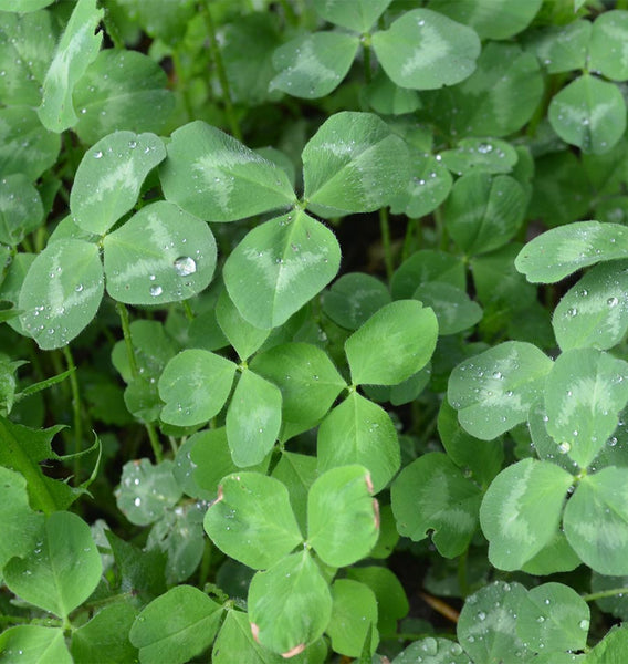 Klondike Ladino Clover Organic
