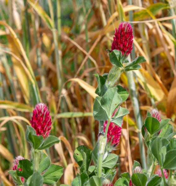 Crimson Clover Organic