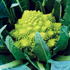 Veronica Cauliflower