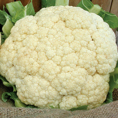 Snow Crown Cauliflower