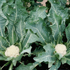 Snow Crown Cauliflower