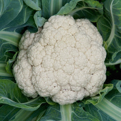 Snow Crown Cauliflower