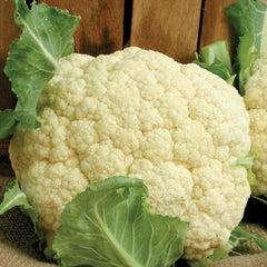 Snow Crown Cauliflower