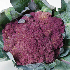 Purple Of Sicily Cauliflower