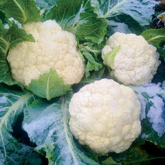 Amazing Cauliflower