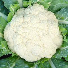 Amazing Cauliflower