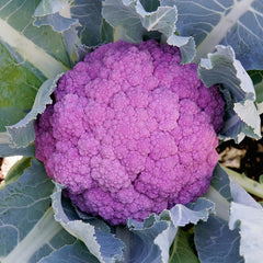Depurple Cauliflower