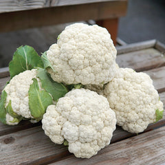 Odysseus Cauliflower