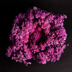 Murasaki Fioretto 70 Cauliflower