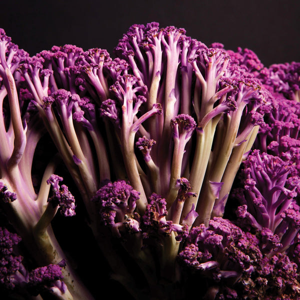 Murasaki Fioretto 70 Cauliflower