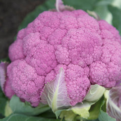 Amethyst Cauliflower