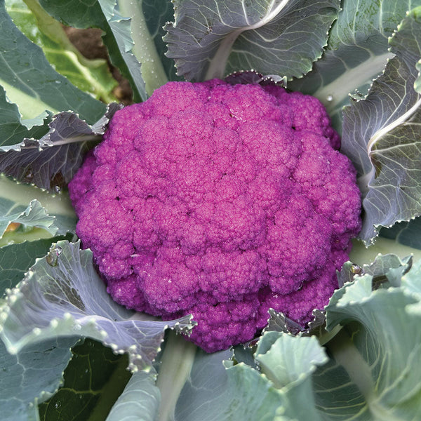 Amethyst Cauliflower