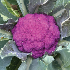 Amethyst Cauliflower