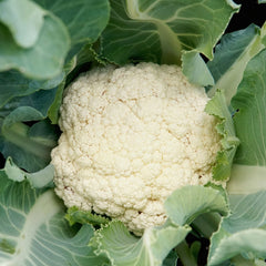 Goodman Cauliflower