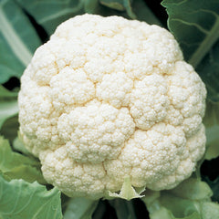 Goodman Cauliflower