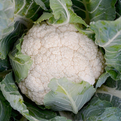 Skywalker Cauliflower