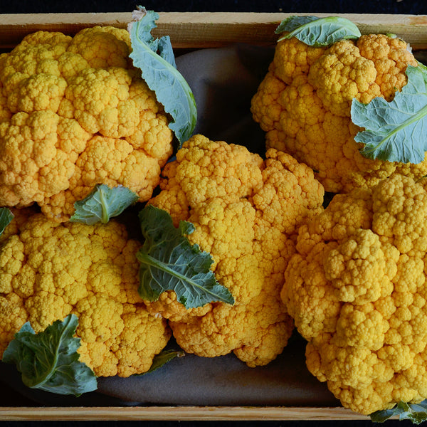 Flame Star Cauliflower