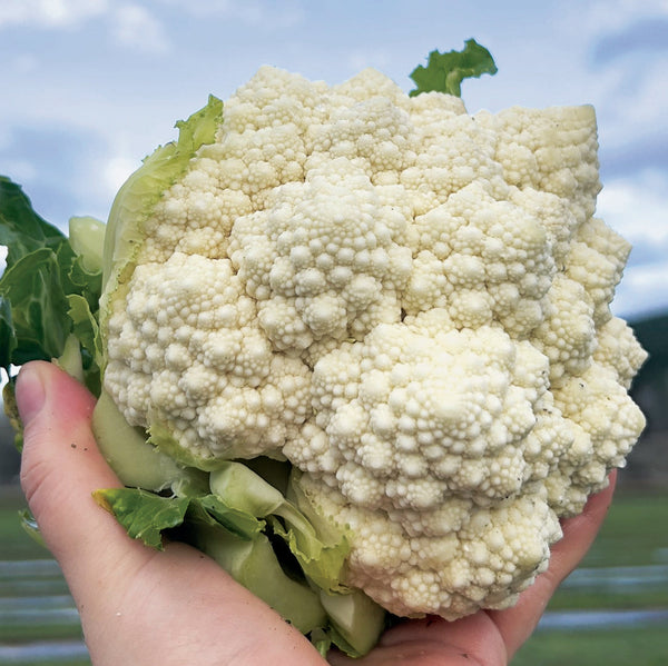 Whitaker Cauliflower