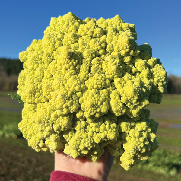 Romanetto Cauliflower