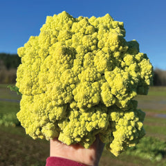Romanetto Cauliflower