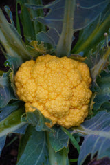 Clementine F1