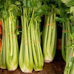 Tango Celery