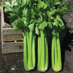 Hadrian Celery