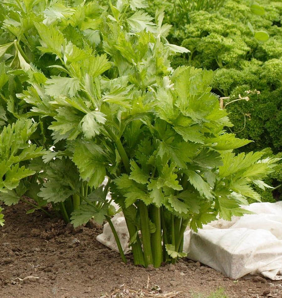 Victoria F1 Pelleted