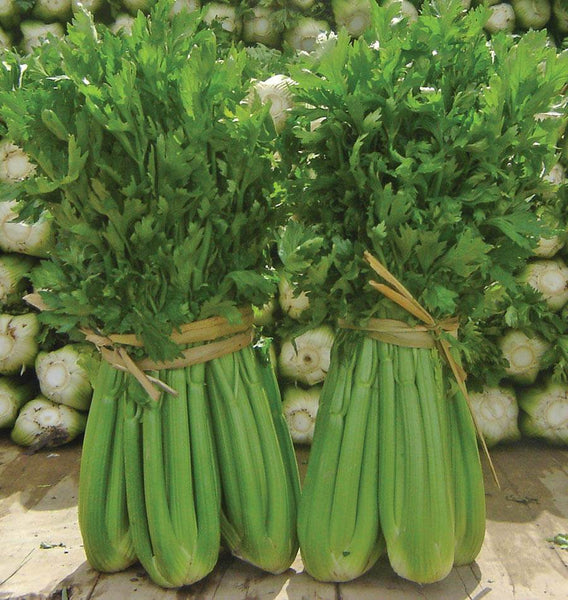 Tango Organic