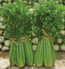 Tango Organic