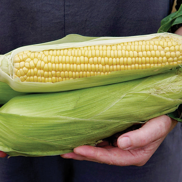 Damaun Corn