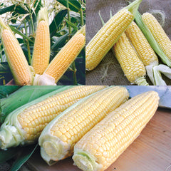 Corn Succession