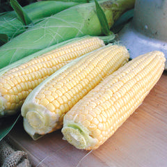 Golden Jubilee Corn