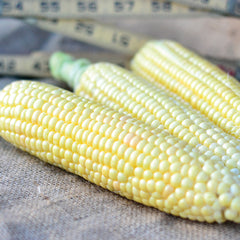 Golden Jubilee Corn