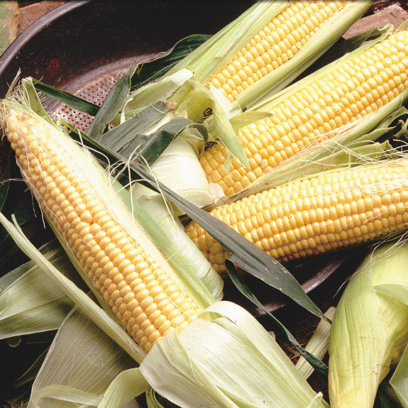 Golden Jubilee Corn