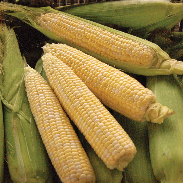 My Fair Lady Corn