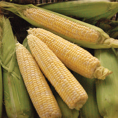 My Fair Lady Corn