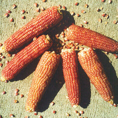 Early Pink Corn