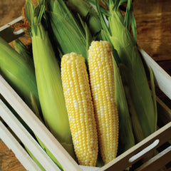 Allure Corn