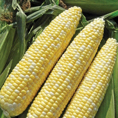 Allure Corn