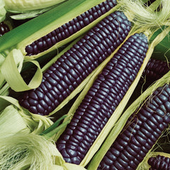 Hopi Blue Corn
