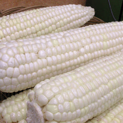 Stowell's Evergreen Corn
