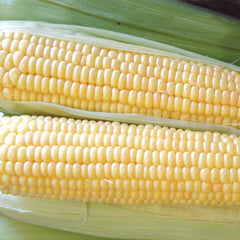 Supersweet Jubilee Corn