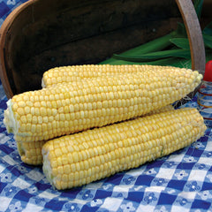 Supersweet Jubilee Corn