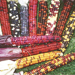 Painted Mountain Corn