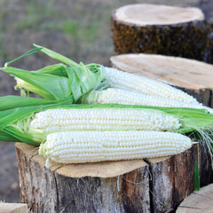 Avalon Corn
